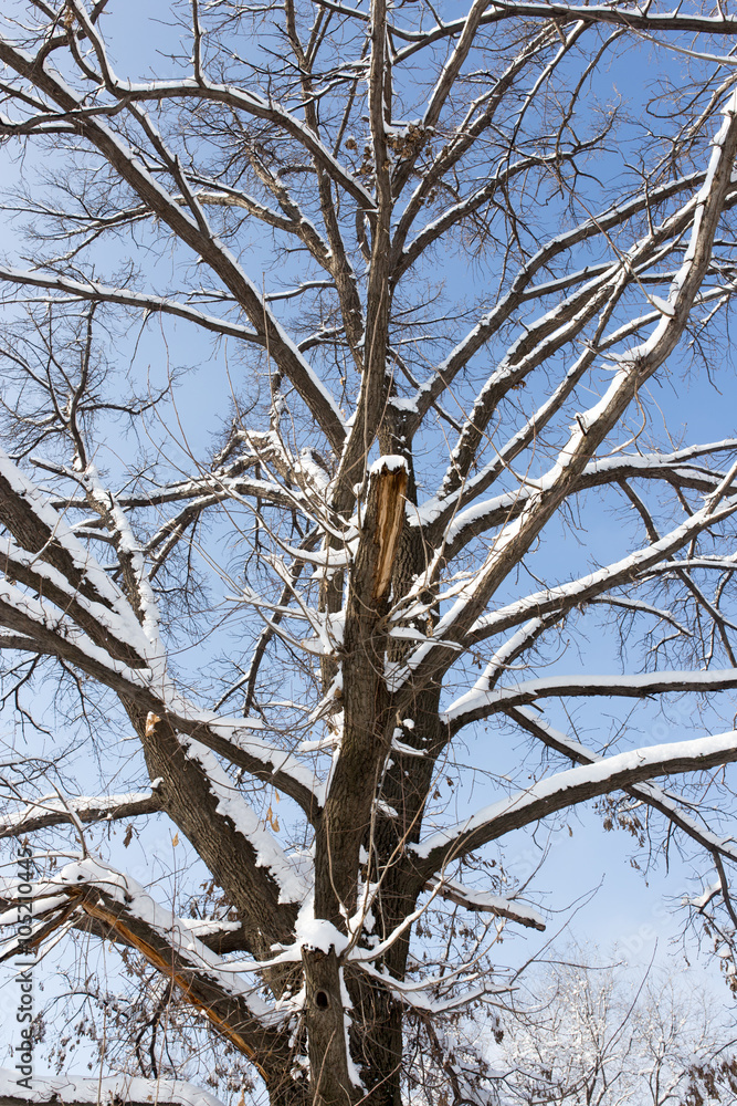 Obraz premium Snow on the tree against the blue sky