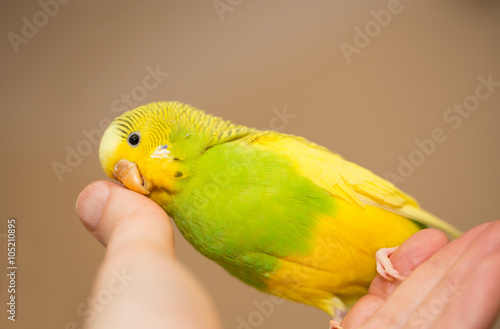 Canvas Print Yellow and Green female budgerigar, parakeet