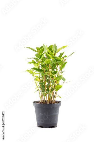 Small laurel tree in flower pot
