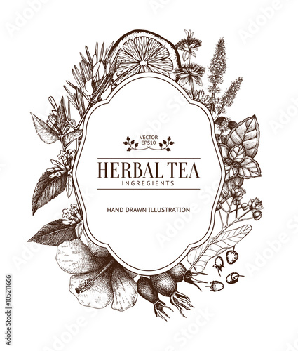 Vintage card design with herbal tea sketch collection. Vector template with hand drawn herbs and fruits illustration