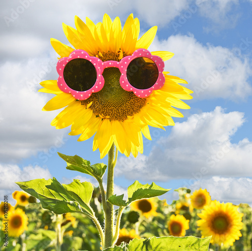Fototapeta Naklejka Na Ścianę i Meble -  sunflower wearing pink sunglasses with blue sky background