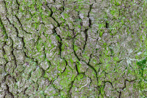 texture of tree bark