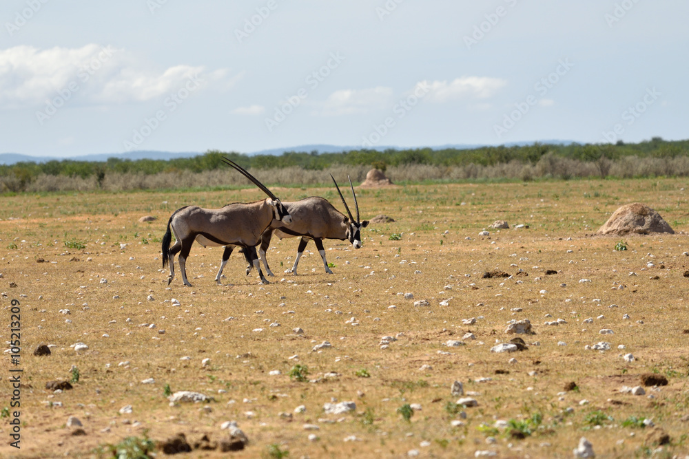 A Gemsbok (Oryx gazella) A Gemsbok (Oryx gazella)