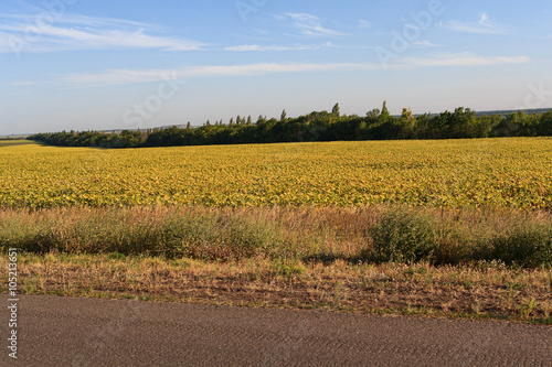 Steppe and forest belt along the road. Donbass, Ukraine photo