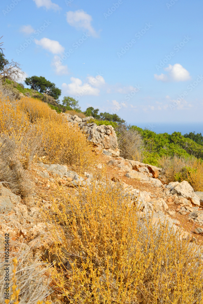 Summer mountain landscape. Summer mountain landscape.