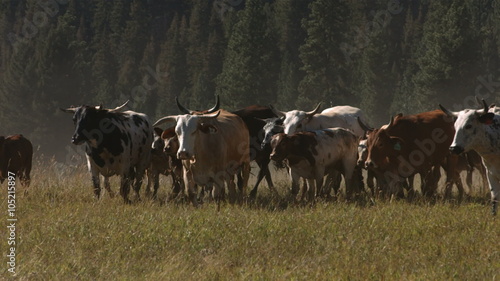 Cattle stampede, slow motion