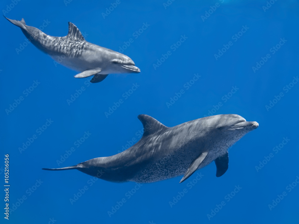 Fototapeta premium Rodzina delfinów (dziecko i matka) pływanie w wodzie błękitu