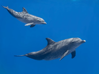 Fototapete Unterwasser Delfinmutter mit Baby im blauen Meer  © vkilikov