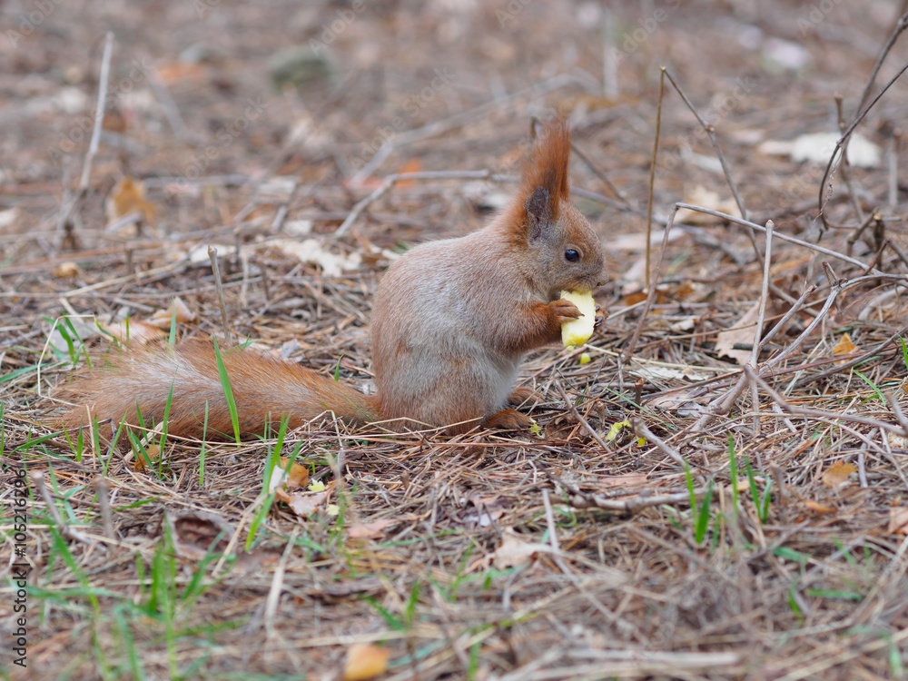 Fototapeta premium Cute red squirrel eating apple fruit and posing in the park