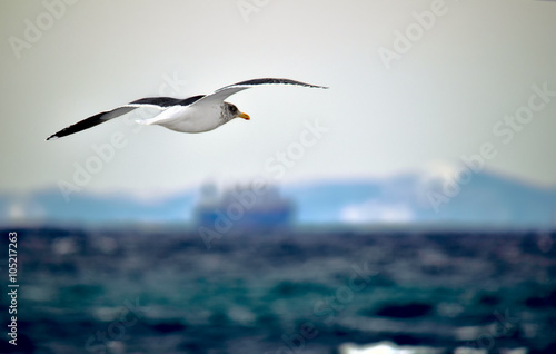 seagull in flight