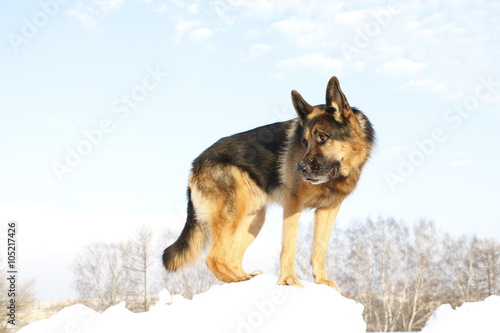 Собака немецкая овчарка стоит на снежной горке на фоне голубого неба © keleny