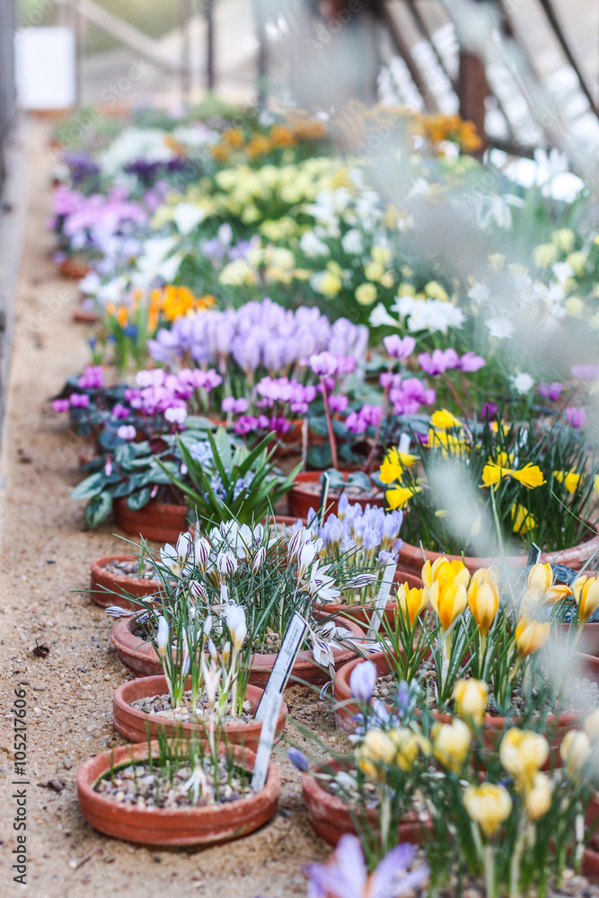 Fototapeta premium Blühende Blumen im Gewächshaus
