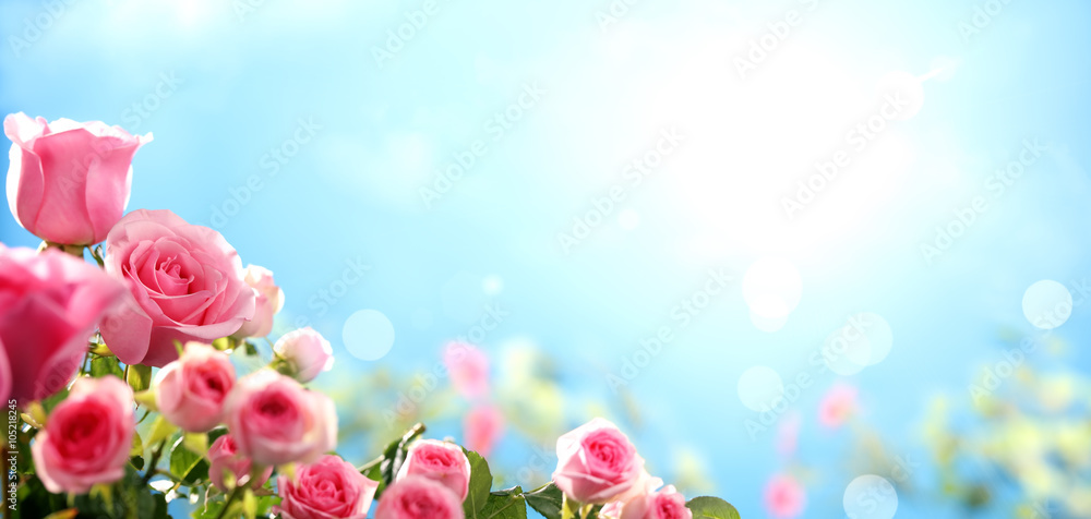 Obraz premium Różowa róża z nieba