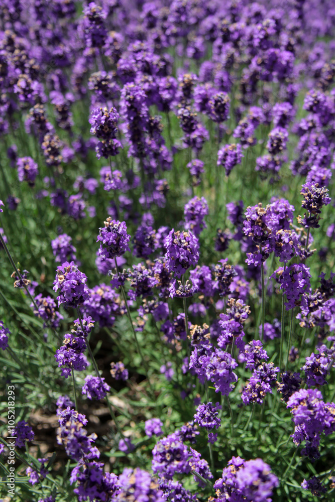 lavender field