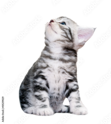 Cute American shorthair cat kitten. Isolated o white background