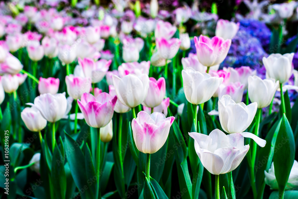Fototapeta premium White tulips flower field blooming in the garden.