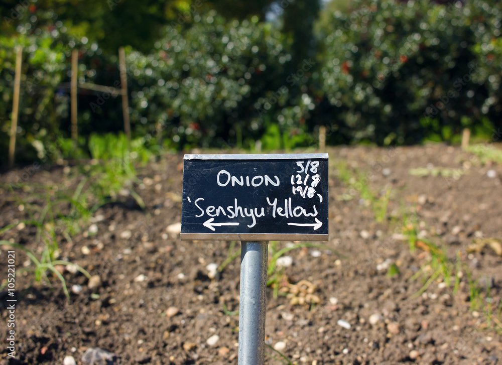 Onions Growing. Senshyu Yellow. Vegetable Garden