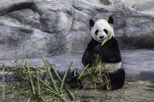 Giant panda is eating bamboo in Toronto Zoo, Toronto, Canada