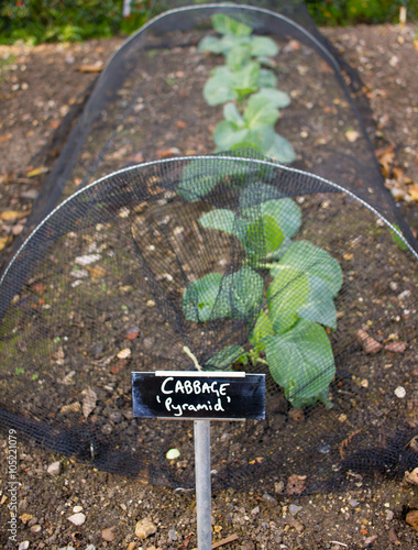Cabbage Growing Vegetable Garden