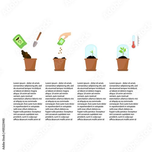 Timeline infographic of planting tree process