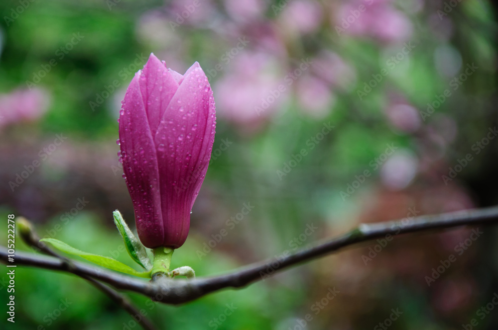 The beautiful blooming magnolia flower in garden.
The beautiful blooming magnolia flower in garden.