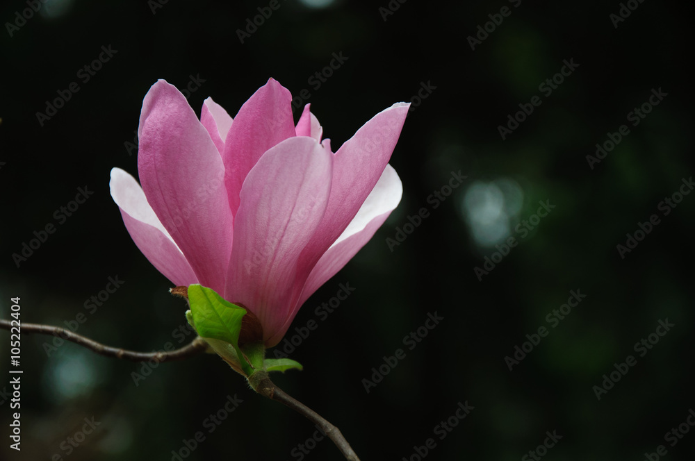 Obraz premium The beautiful blooming magnolia flower in garden. 