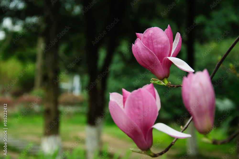 The beautiful blooming magnolia flowers in garden. The beautiful blooming magnolia flowers in garden.