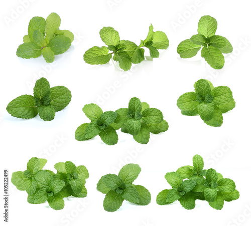 fresh raw set  mint  leaves isolated on white background