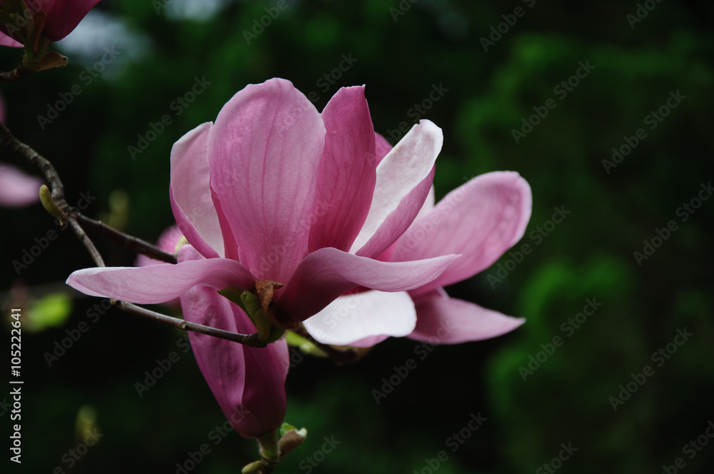Fototapeta premium The beautiful blooming magnolia flowers in garden. 