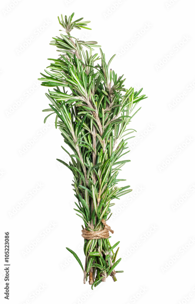 fresh rosemary sprigs isolated on white fresh rosemary sprigs isolated on white