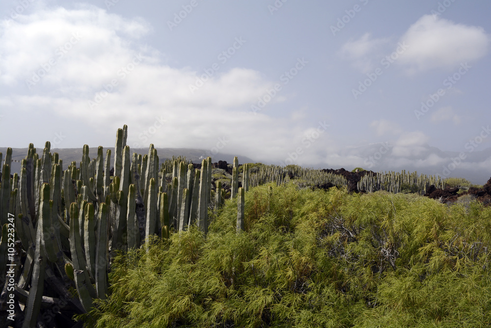 Landscape, Tenerife