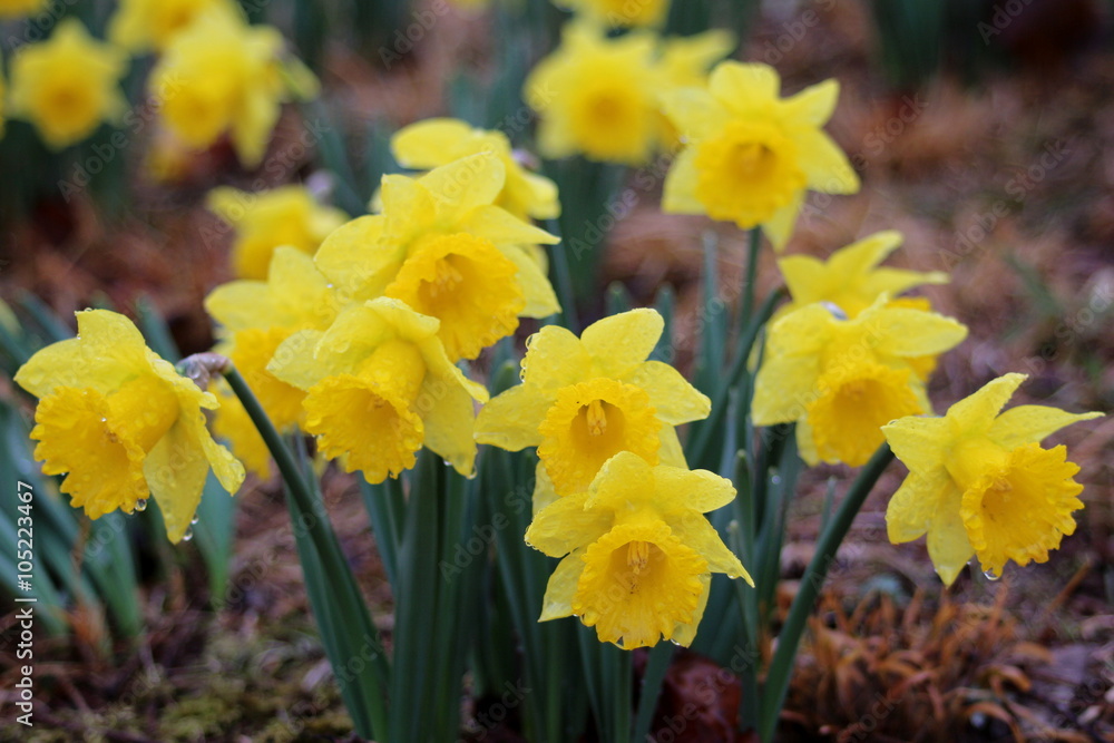 Fototapeta premium スイセン