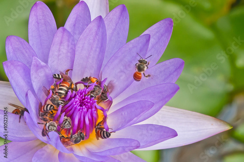 Obraz na płótnie Water lily and bees w salonie