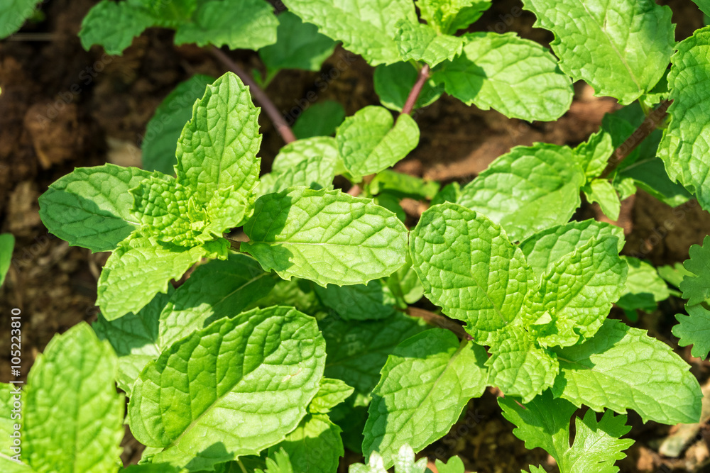 custom made wallpaper toronto digitalfresh peppermints growing in the farm