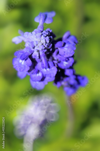 Lavender,very shallow depth of field composition.
