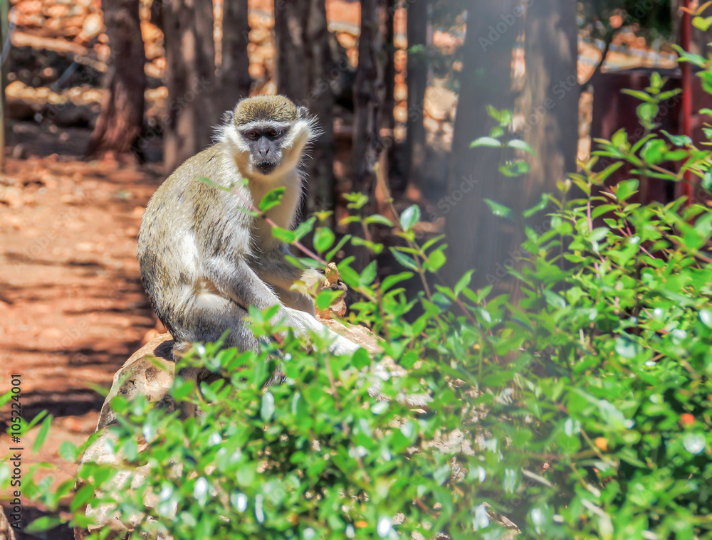 Fototapeta premium monkey sitting on a rock in the forest