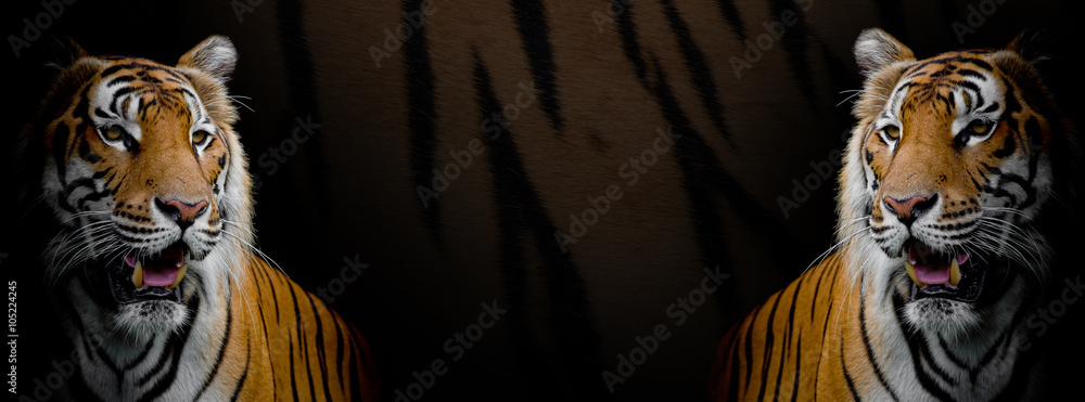 Fototapeta premium Twin Tigers on tiger skin background