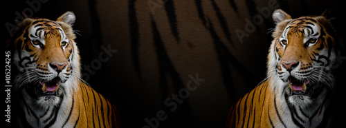 Twin Tigers on tiger skin background