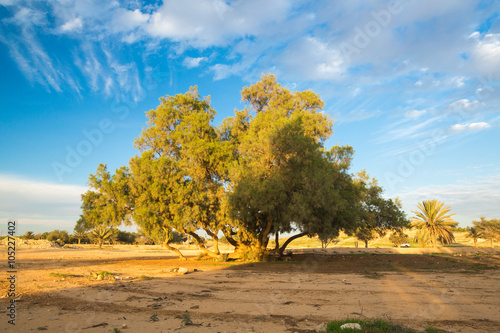 tree against the blue sky