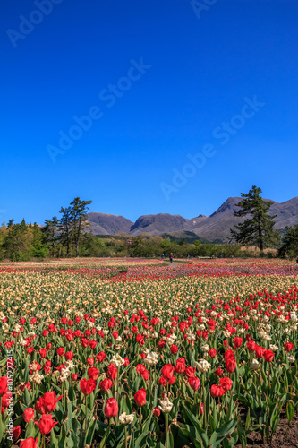 Wallpaper Mural チューリップ畑 Torontodigital.ca