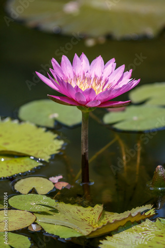 睡蓮の花