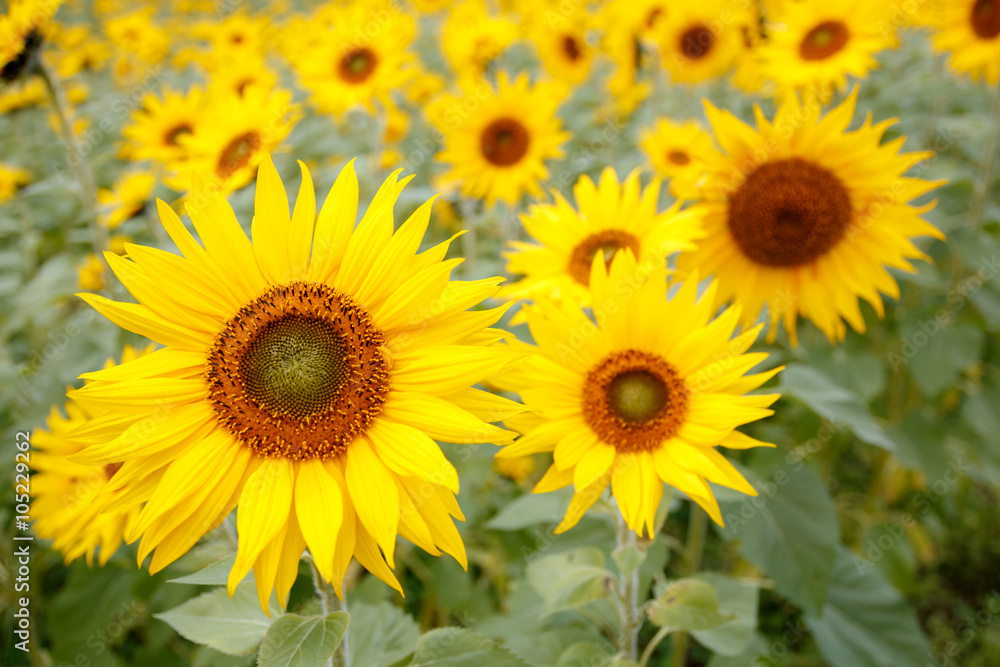 ヒマワリの花