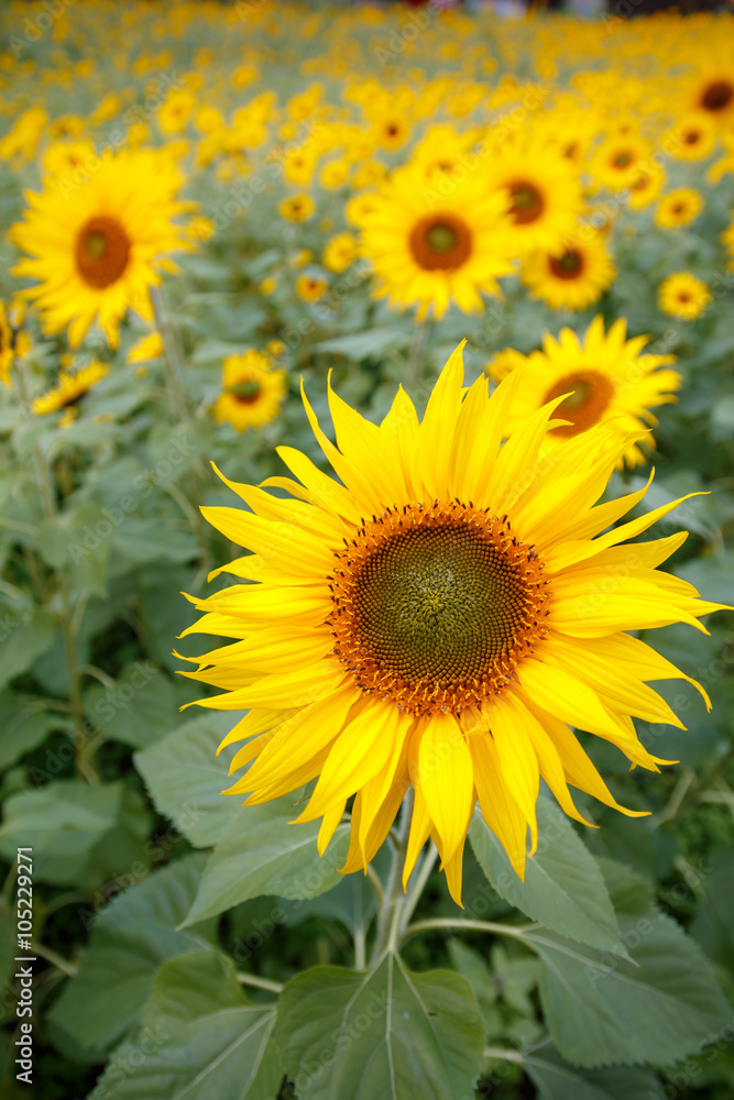 ヒマワリの花 ヒマワリの花