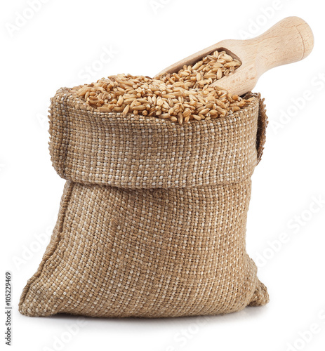 grain oats in burlap bag with a wooden scoop isolate