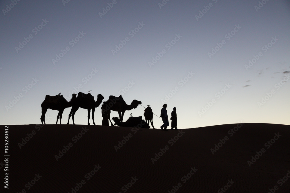 silhouette of camels and camel drivers in the desert of Merzouga at sunset silhouette of camels and camel drivers in the desert of Merzouga at sunset