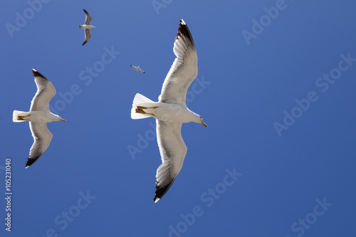 large flocks of Yellow-legged gull, Larus michahellis, Essaouira, Morocco