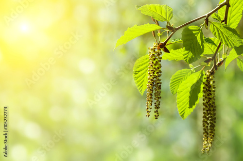 Spring background with branch with catkins of alder
