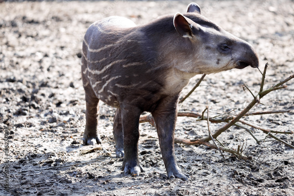 Fototapeta premium Young South American tapir, Tapirus terrestris