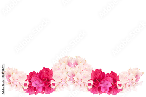 Pink and red flowers isolated on white