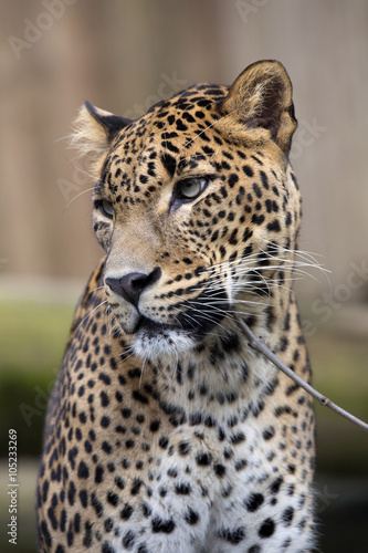 portrait of a male Sri Lanka Leopard  Panthera pardus kotiya